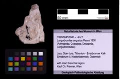 Foto (Objekt + Etiketten) von Longodromites angustus (Reuss 1858) (NHMW-GEO-1990-0041-0045)